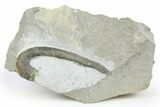 Cretaceous Heteromorph Ammonite Fossil - France #251717-1